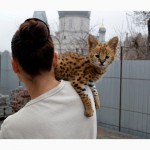 Serval и Саванна котята Доступные