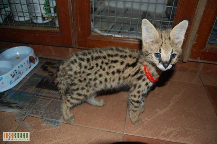 Фото 4. Serval и Саванна котята Доступные