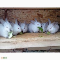 Продам кроликов живым весом, а также мясо кролика