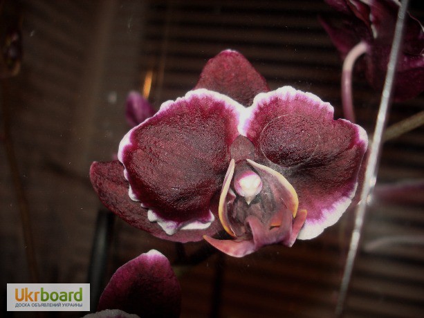 Фото 2/4. Черная орхидея Блек Джек