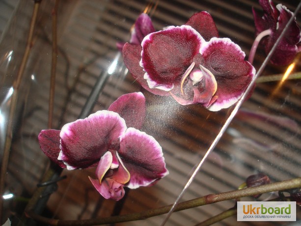 Фото 3. Черная орхидея Блек Джек