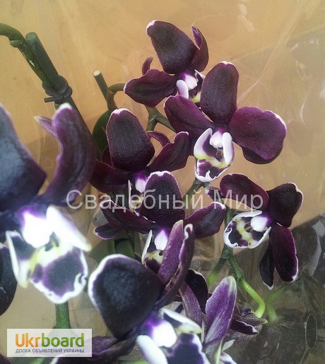 Черная орхидея Блек Джек