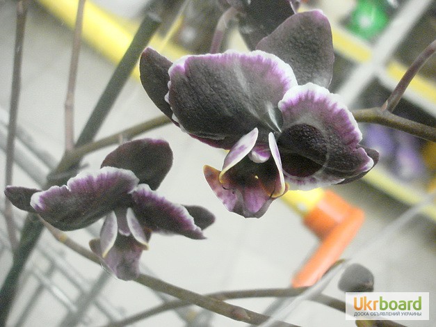 Фото 4. Черная орхидея Блек Джек