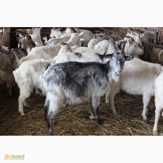 Закупаем дойных коз любой породы