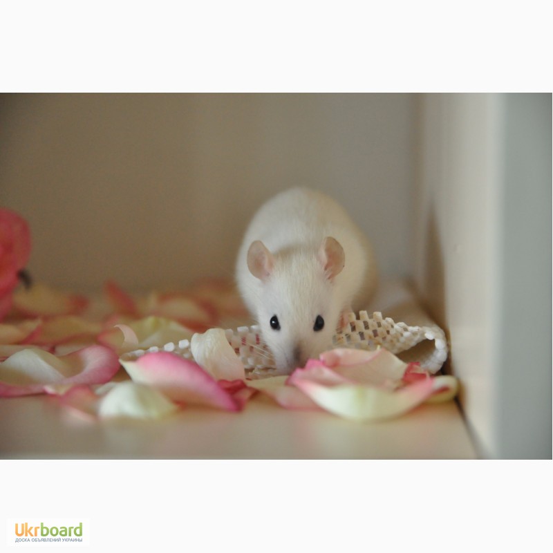 Фото 4. Купить ручных декоративных крыс / крысят в Украине