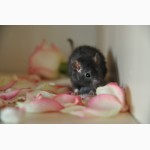 Купить ручных декоративных крыс / крысят в Украине
