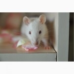 Купить ручных декоративных крыс / крысят в Украине