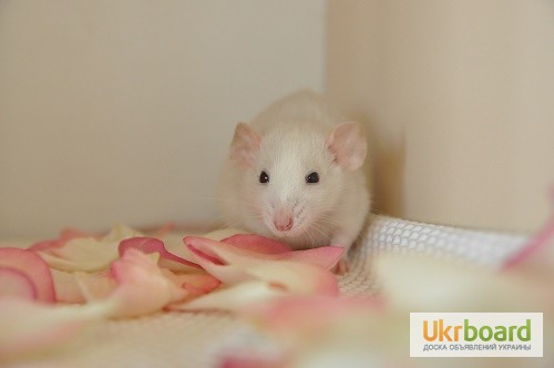 Фото 8. Купить ручных декоративных крыс / крысят в Украине