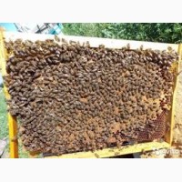 Пчелопакеты, бджолопакети, пчелы, бджоли 2019