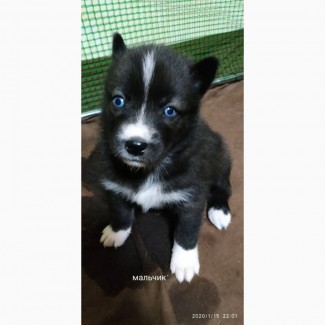 Продам чистокровного щенка (мальчик)сибирского хаски чёрно-белый с голубыми глазами