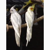 Попугаи карела и какарики