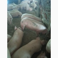 Продам свині 120-130 кг 48 грн