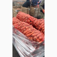 Продам товарну моркву оптом високої якості, Київська область