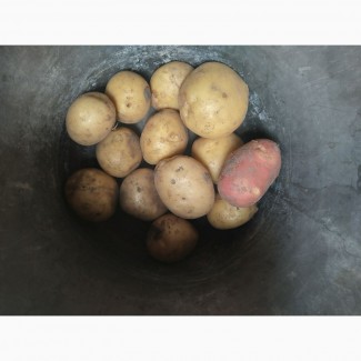 Продаємо товарну картоплю Беллароза, Арізона (калібр 4+ 5+) 10-30 тонн