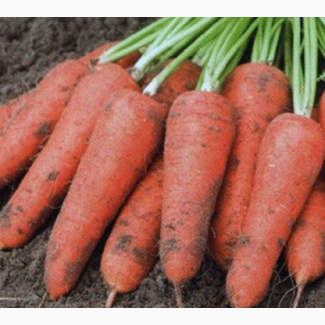 Продаж оптом товарної моркви високої якості, всі області