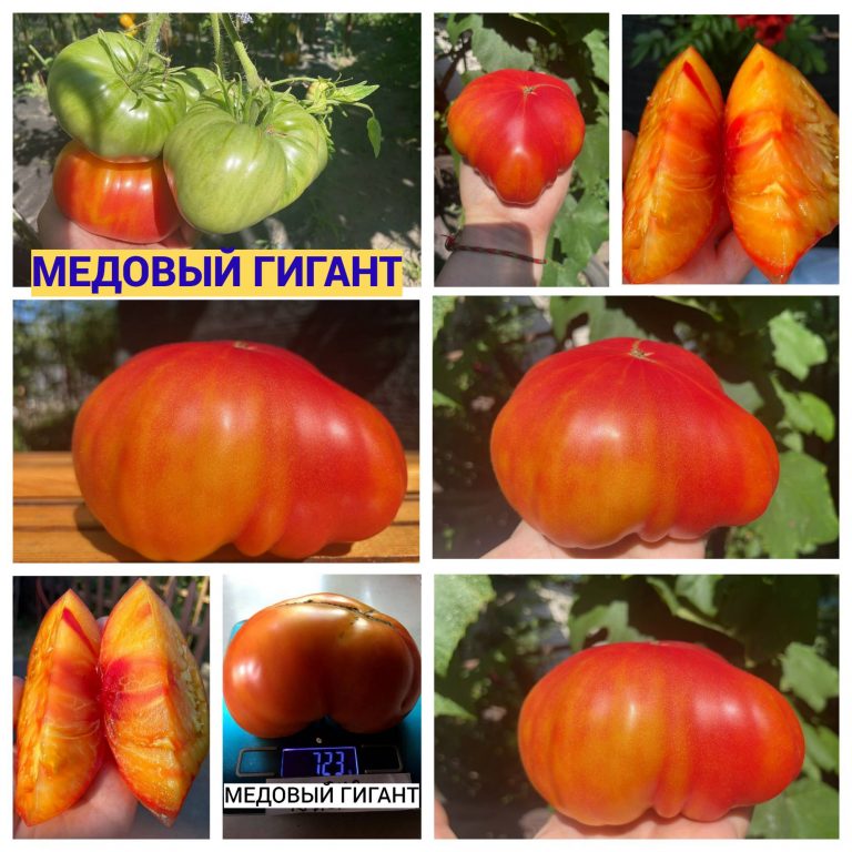 Продам насіння томатів