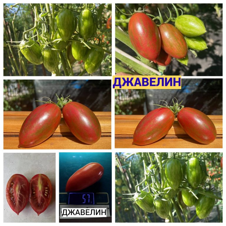 Фото 2. Продам насіння томатів
