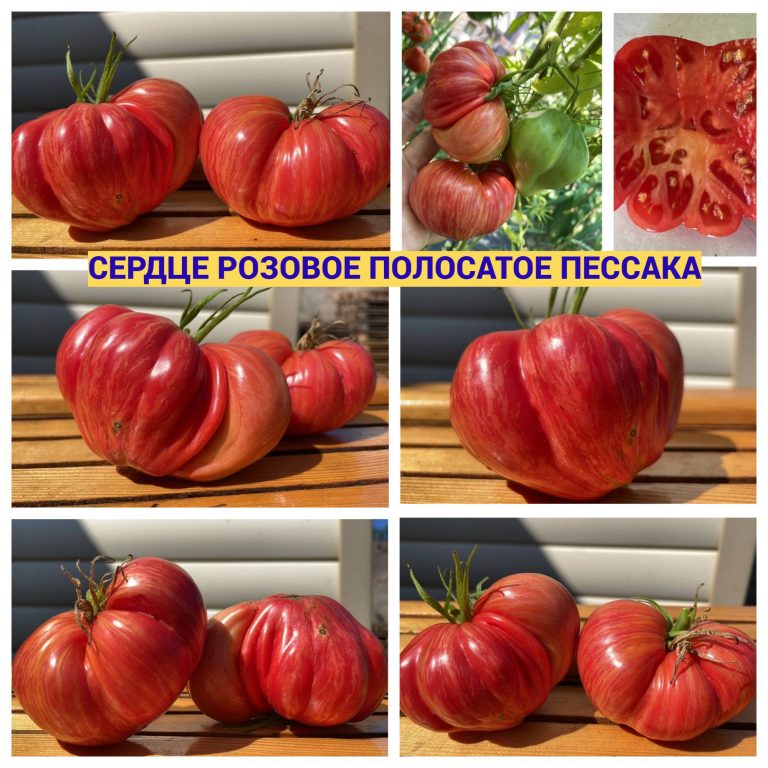 Фото 3. Продам насіння томатів