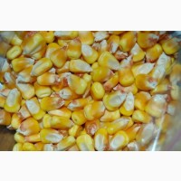 Продам кукурудзу 5000 тонн, Чернігівська область
