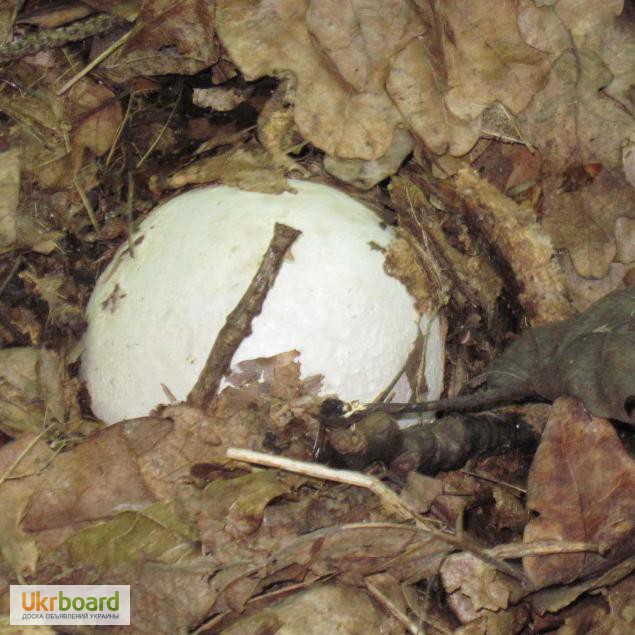 Фото 12. Мицелий (грибница, рассада, семена) веселки обыкновенной