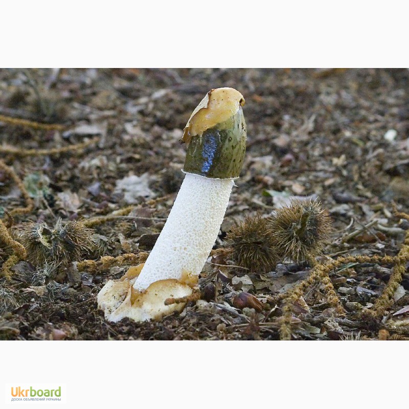 Фото 4. Мицелий (грибница, рассада, семена) веселки обыкновенной