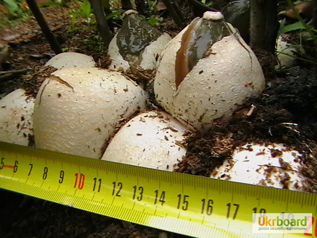 Фото 7. Мицелий (грибница, рассада, семена) веселки обыкновенной