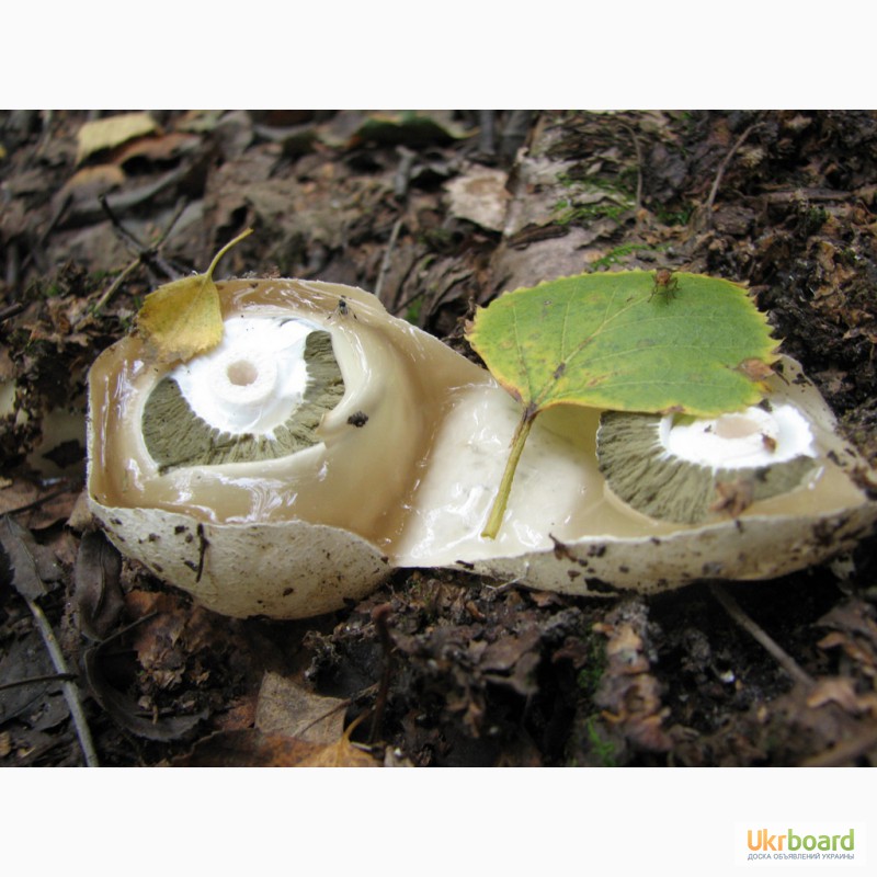 Фото 8. Мицелий (грибница, рассада, семена) веселки обыкновенной