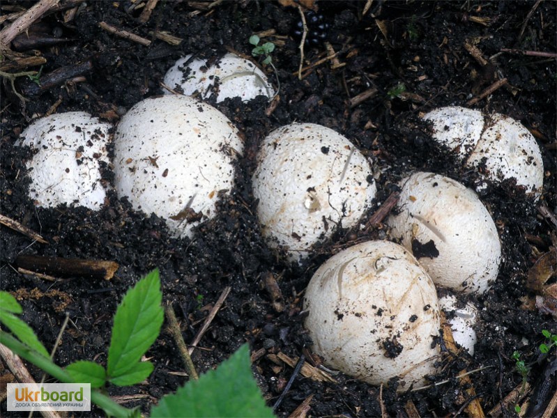 Фото 9. Мицелий (грибница, рассада, семена) веселки обыкновенной