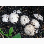 Мицелий (грибница, рассада, семена) веселки обыкновенной