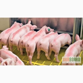Продаем свинок F1 (двухпородных) для воспроизводства свиней на собственной ферме.