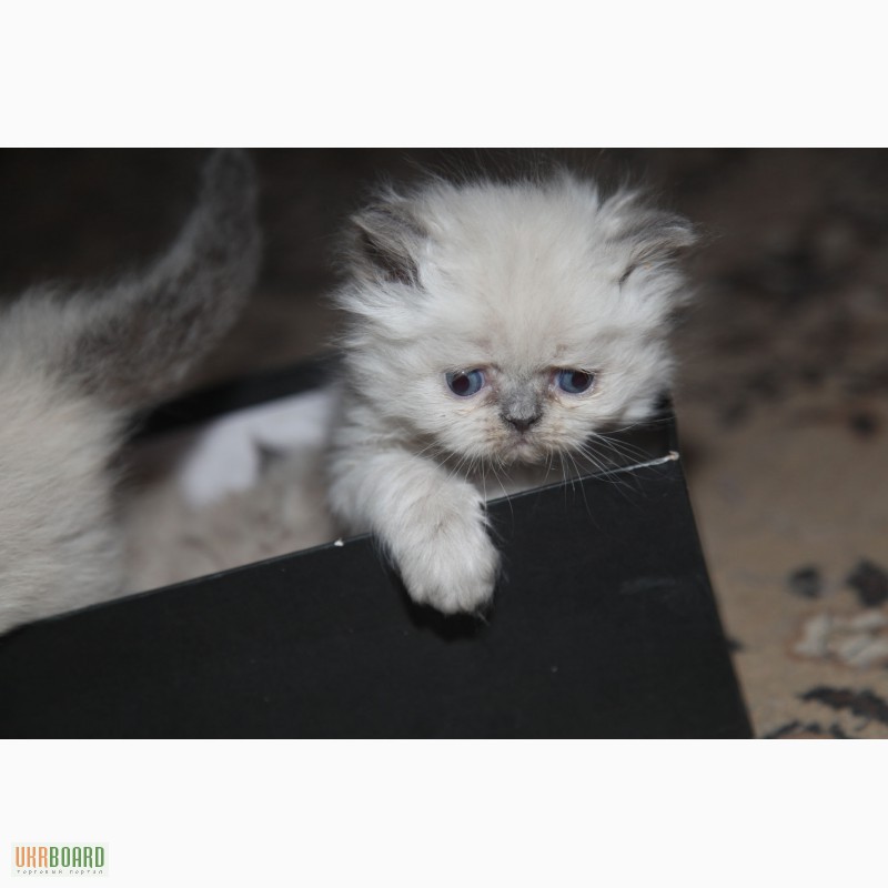 Фото 2. Продам персидских котят колор и блю поинт окрас