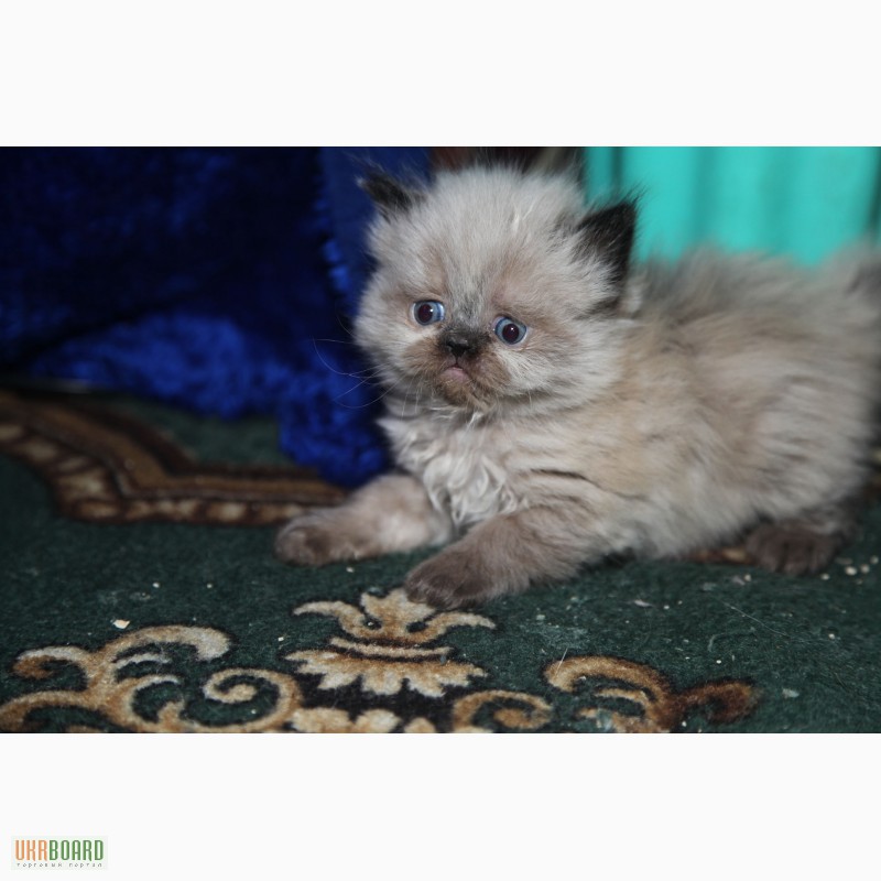 Фото 3. Продам персидских котят колор и блю поинт окрас