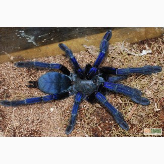 Продам пауки Lropelma violaceopes (Cyriopagopus sp. Blue )