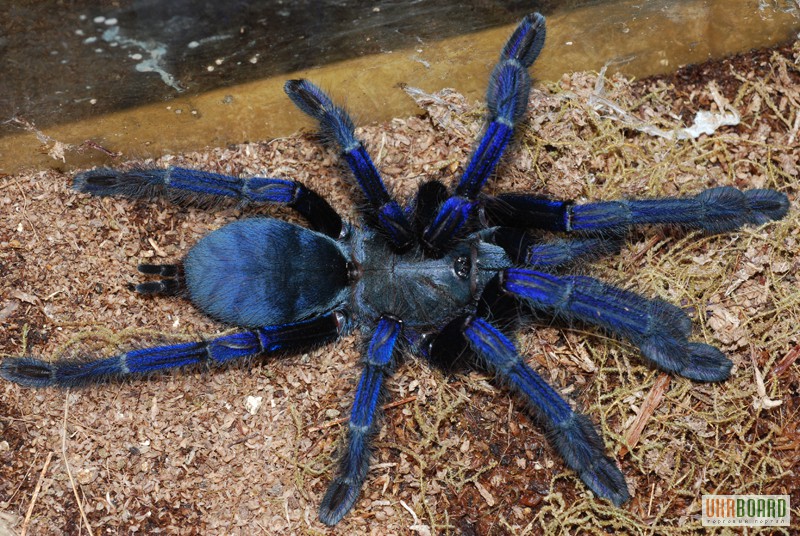 Фото 1/2. Продам пауки Lropelma violaceopes (Cyriopagopus sp. Blue )