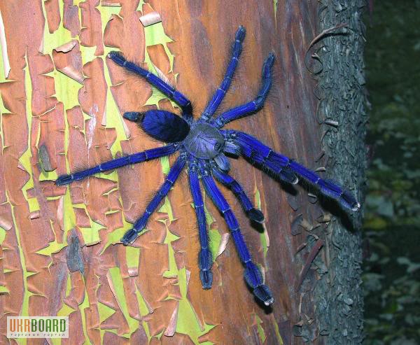Фото 2/2. Продам пауки Lropelma violaceopes (Cyriopagopus sp. Blue )