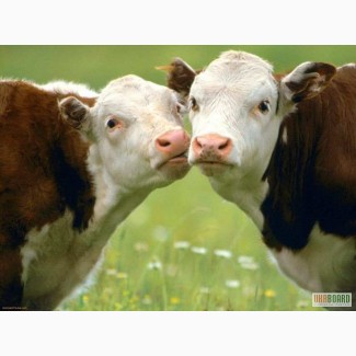 Молоко коровье домашнее с бесплатной доставкой на дом по Харькову