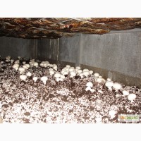 Мицелий шампиньона. Семена грибов недорого новой почтой по Украине и другими способами