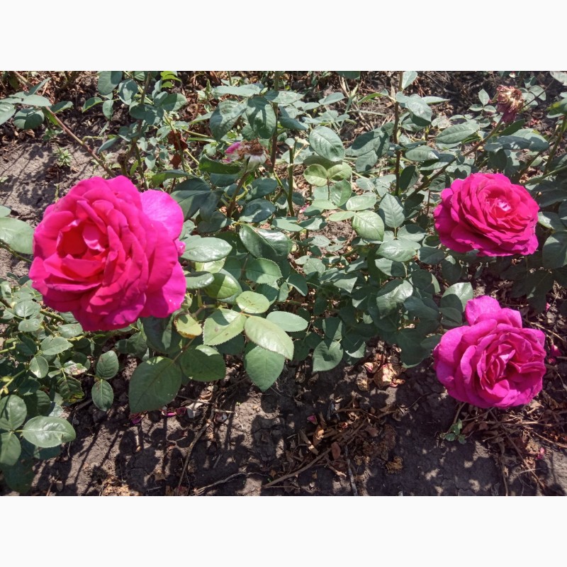 Фото 7. Саджанці троянд