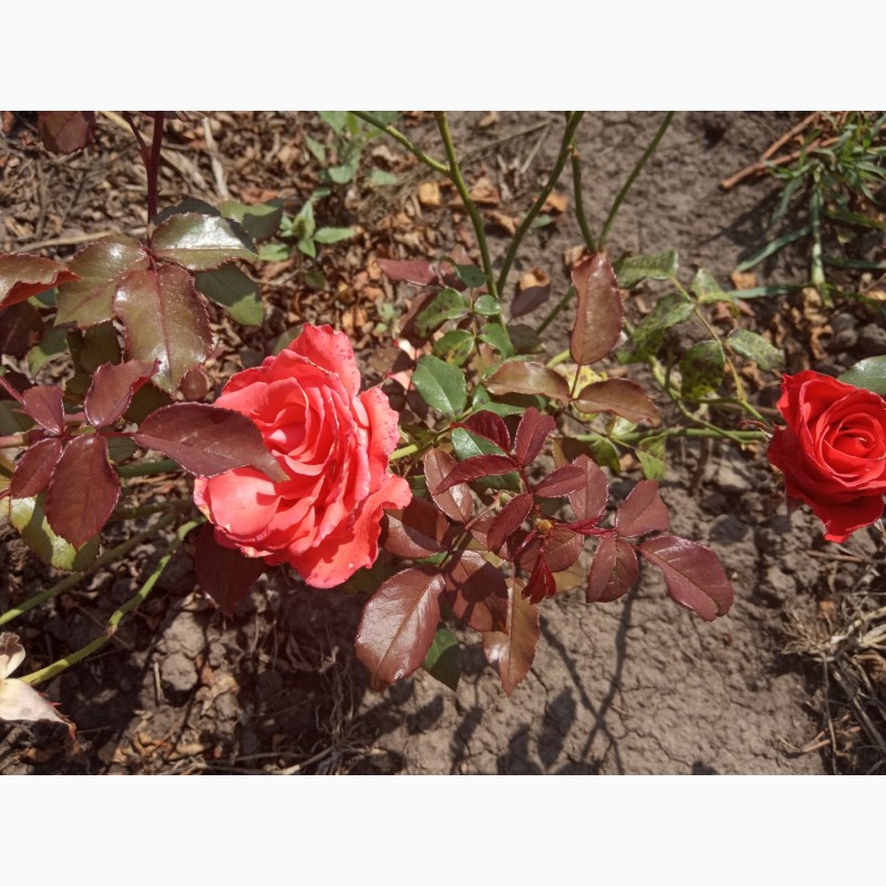 Фото 8. Саджанці троянд