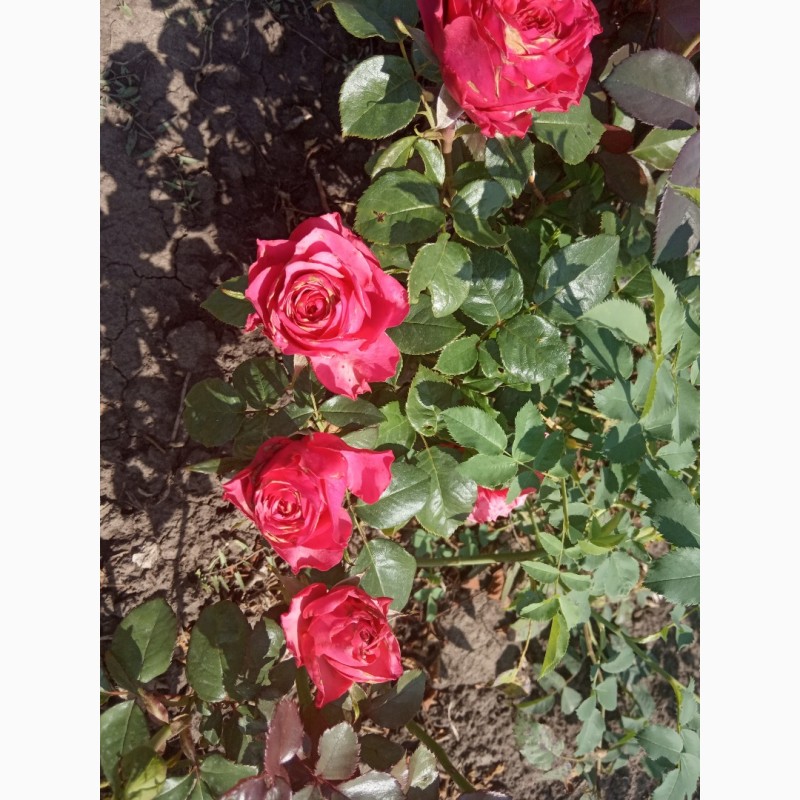 Фото 9. Саджанці троянд