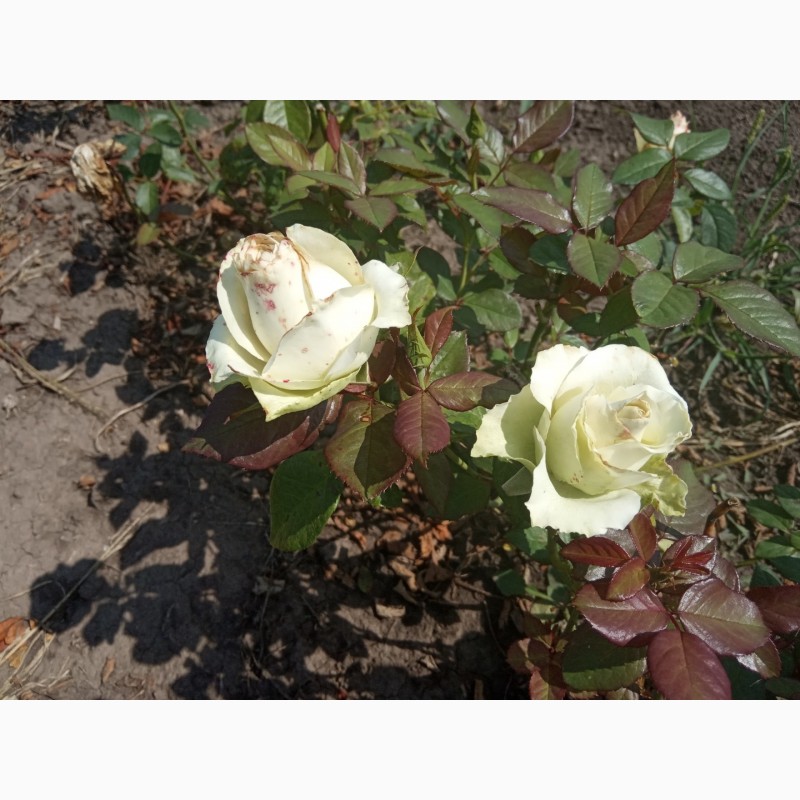 Фото 10. Саджанці троянд