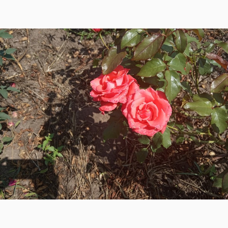 Фото 11. Саджанці троянд
