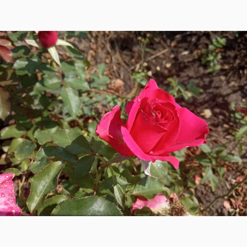 Фото 12. Саджанці троянд