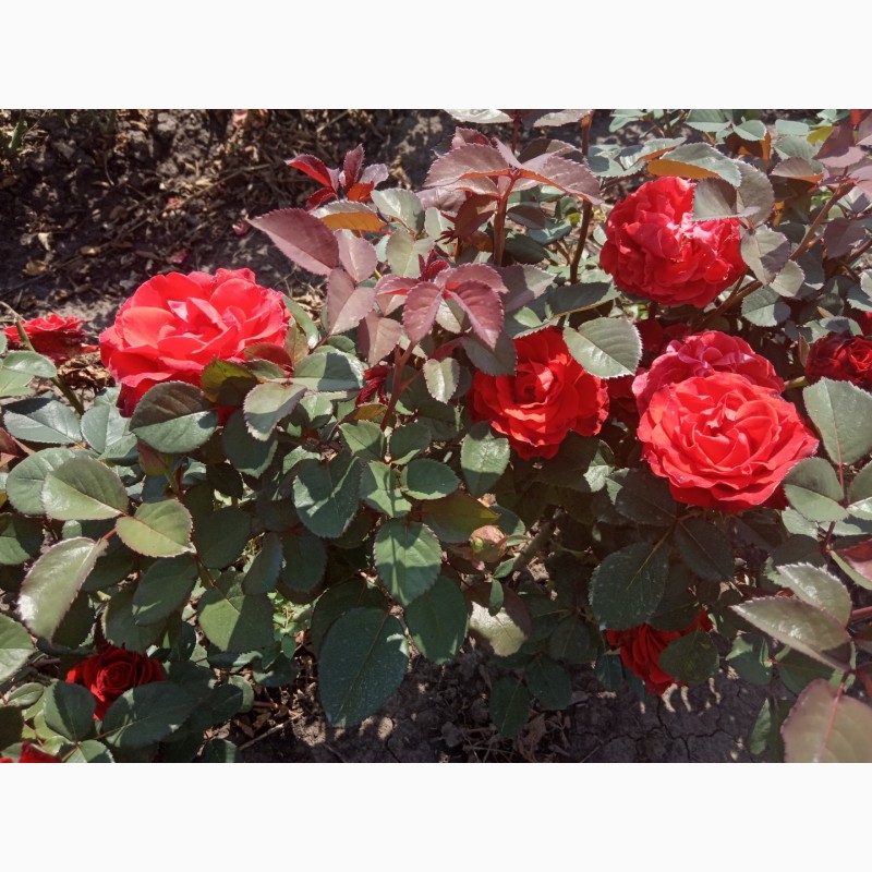 Фото 13. Саджанці троянд