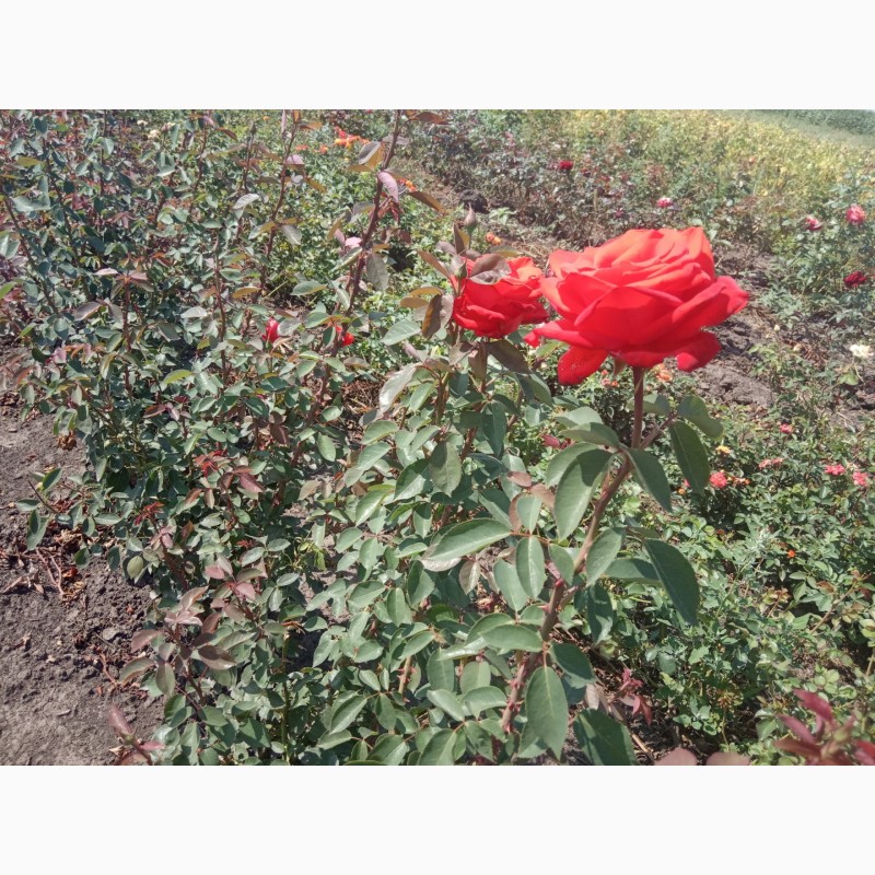 Фото 14. Саджанці троянд