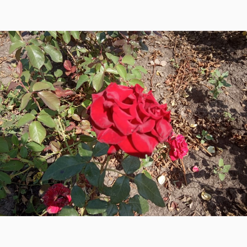 Фото 20. Саджанці троянд