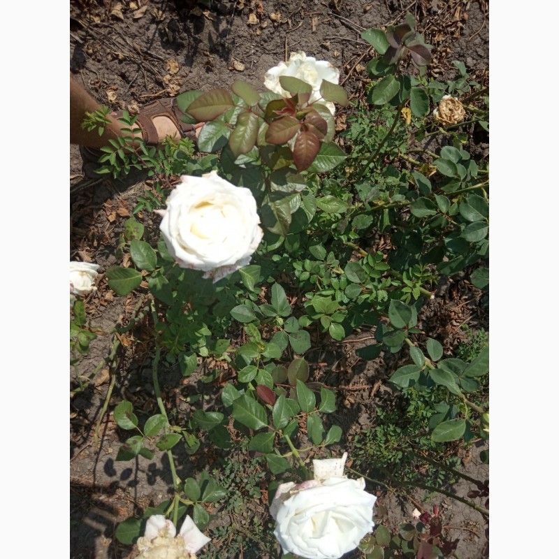 Фото 3. Саджанці троянд