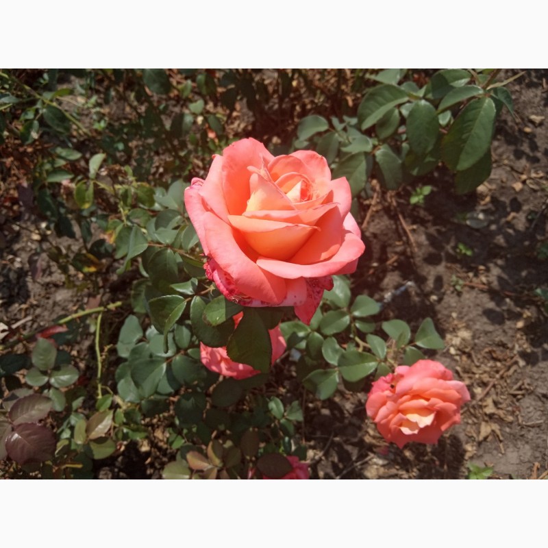 Фото 4. Саджанці троянд