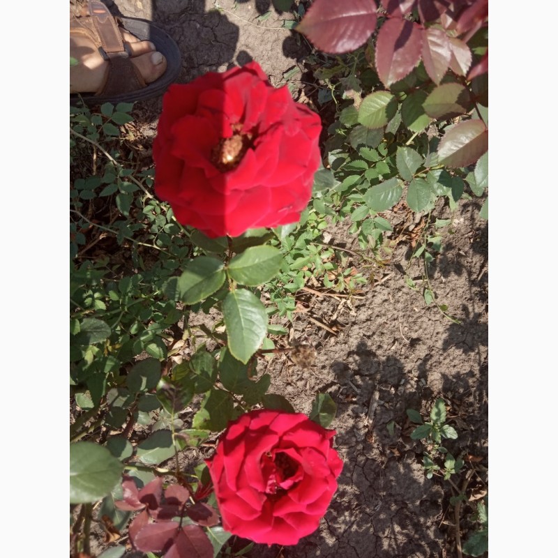 Фото 5. Саджанці троянд