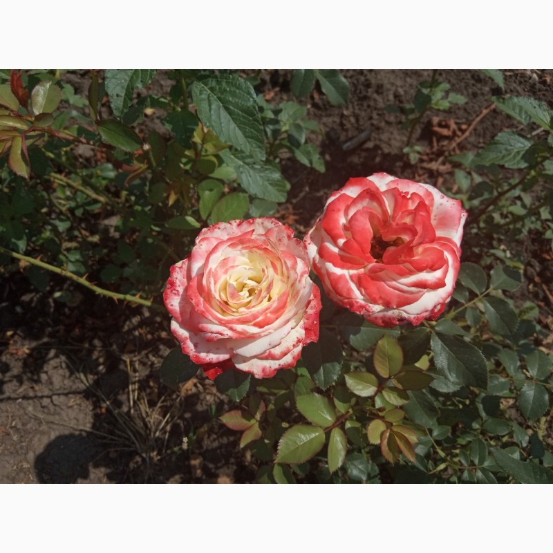 Фото 6. Саджанці троянд